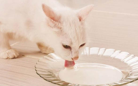 不到二个月的小猫能饿几天
