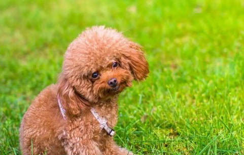 泰迪幼犬狗粮哪个牌子的品质好