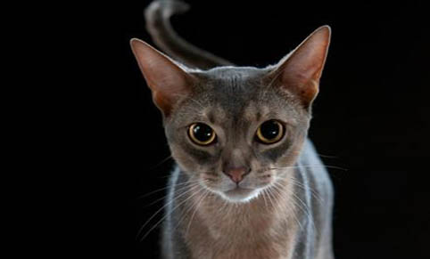 猫咪眼屎是褐色的怎么回事