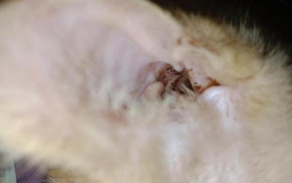 猫咪有先天性心脏病能活多久