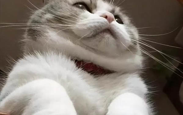 猫咪驱虫药滴在毛上还有效果吗