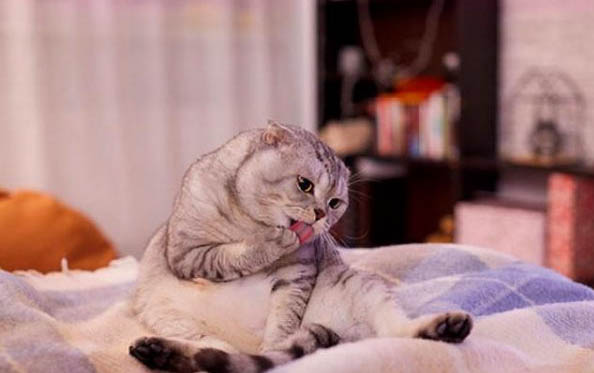 猫咪怀孕了打喷嚏怎么办