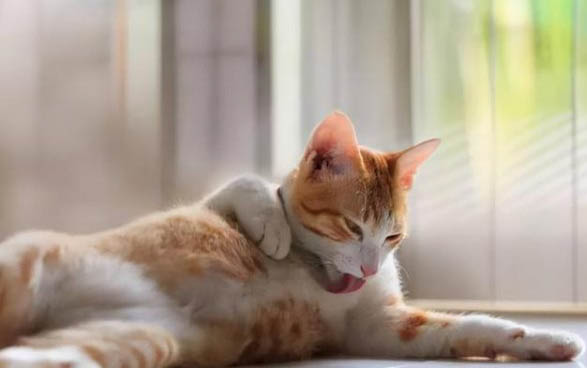 三个月的猫可以洗澡吗?