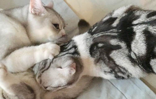 母猫生完小猫多久可以再怀孕呢?