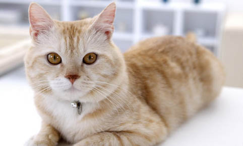 猫咪心脏病吃药可以维持多久呢