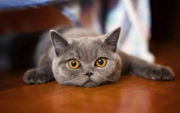 怎么教猫咪睡猫窝
