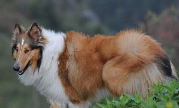 苏格兰牧羊犬可以吃龙眼吗