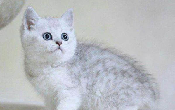 猫咪适合吃什么食物