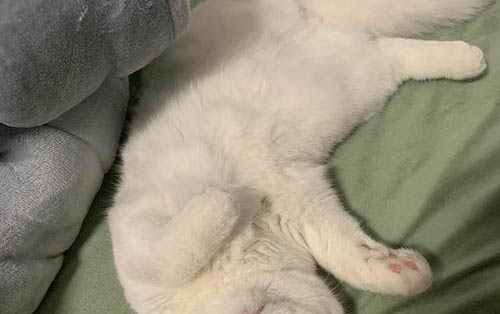 小猫可以吃什么东西