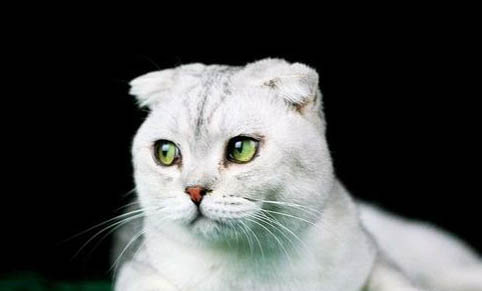 请问猫咪呕吐的原因及处理方法?