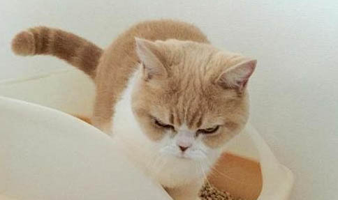 猫咪耳朵发白,你需要知道的三件事