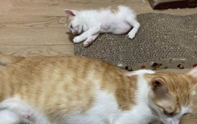 猫咪感染猫瘟治疗后能活吗