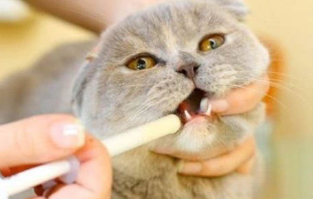 猫咪打疫苗后几天可以洗澡