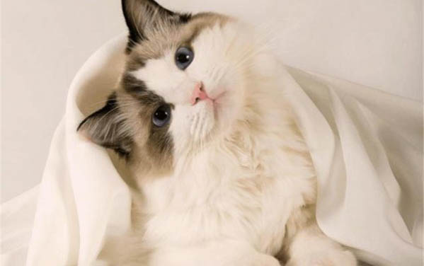 猫咪鼻子干燥无精神嗜睡该怎么办