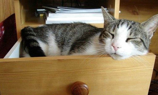 猫咪传腹