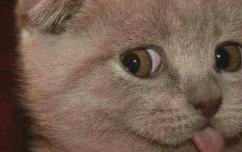 小猫出生多久可以吃猫粮