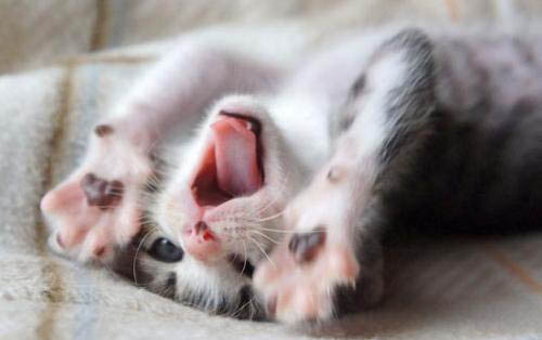 猫咪眼圈发红流眼泪怎么回事啊