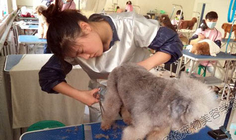 常见的工作犬种有哪些