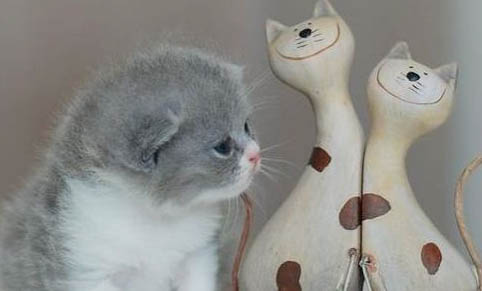 猫咪益生菌哪个牌子好