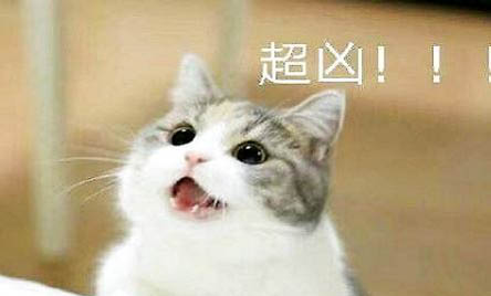 猫咪每天吃多少克猫粮
