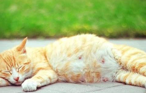 猫咪鼻子不通气像鼻塞一直打喷嚏怎么办