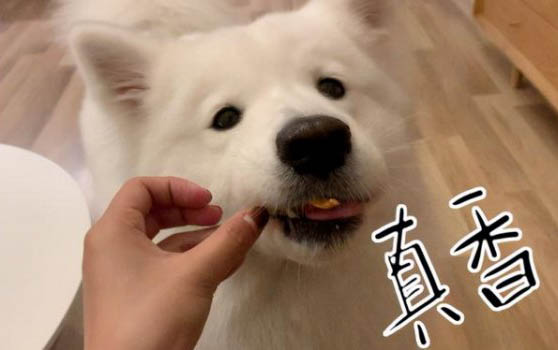 有冠状病毒狗狗拉血是什么病