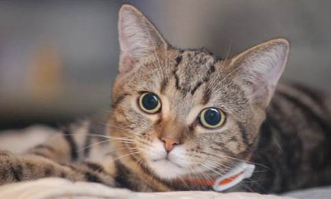 猫咪软骨病症状
