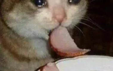 猫咪脖子上有个鼓包,该如何处理?