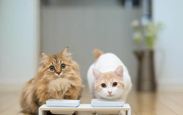 小猫不吃饭了没精神咋回事？