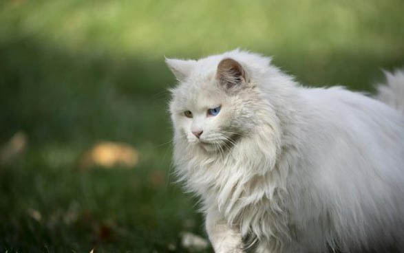 猫营养膏多久吃一次