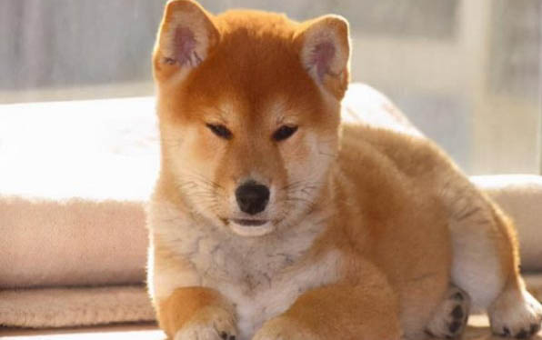 小狗会掉牙吗?