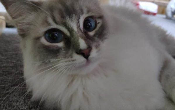 小猫很精神但是口臭是什么原因