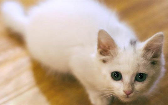 小猫反复拉稀怎么办?