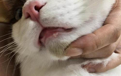 猫咪呼吸困难用嘴呼吸怎么办