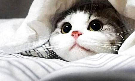 猫咪麻醉后多久可以正常走动