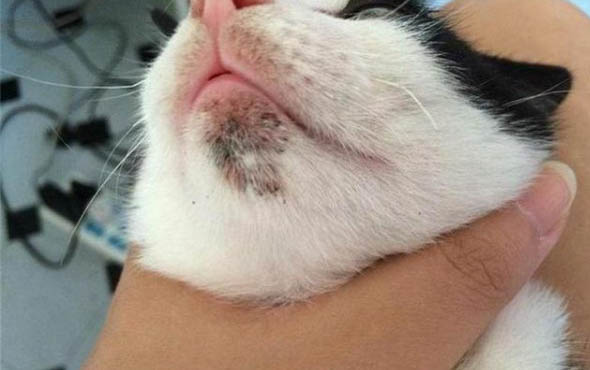 小猫角膜炎多久可治愈好