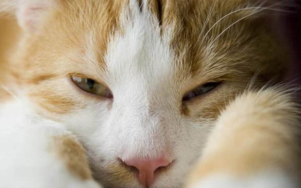 小猫多大开始吃猫粮