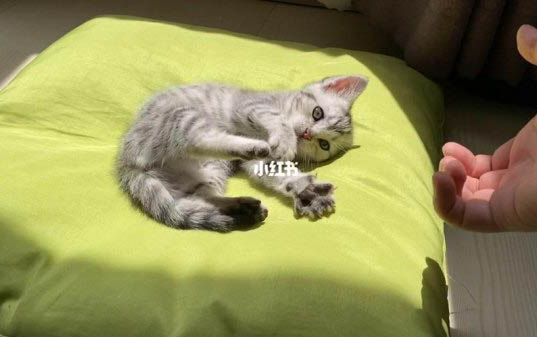 新生的小猫饿多久会死