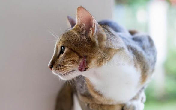 猫咪一只眼睛发红流眼泪怎么办