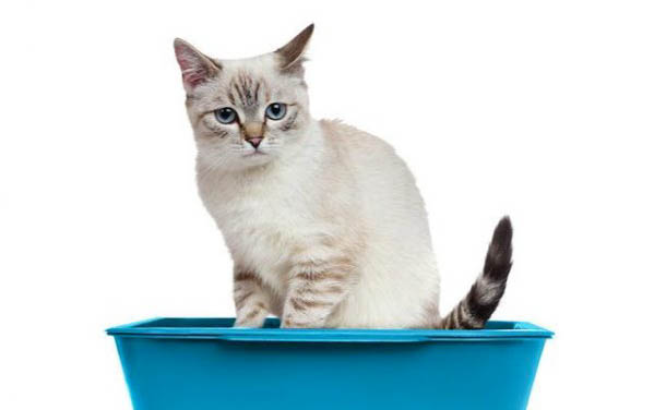 怎么样让大猫小猫和平相处?