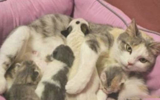 猫呼吸有不通气的声音？