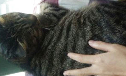 猫咪呕吐还能驱虫吗