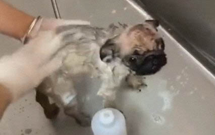 狗狗缺少安全感怎么办