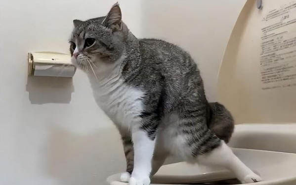 小猫几个月换毛,猫换毛季节是几月份