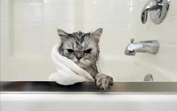 猫咪对主人的记忆有多久?