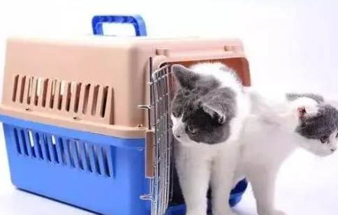 宠物猫要如何养