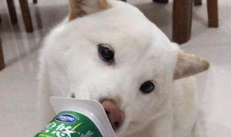 狗拉水不拉稀