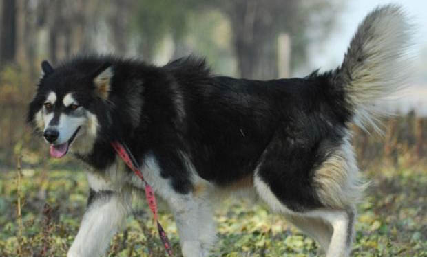 阿拉斯加犬和哈士奇哪个好养