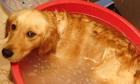 金毛寻回犬吐食物怎么回事