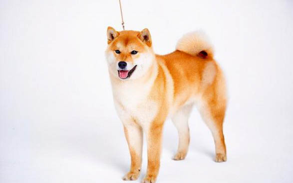 狗狗狂犬病的早期症状